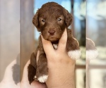 Puppy Rowan Aussiedoodle