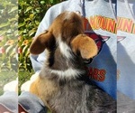 Small Photo #6 Pembroke Welsh Corgi Puppy For Sale in GRAHAM, WA, USA