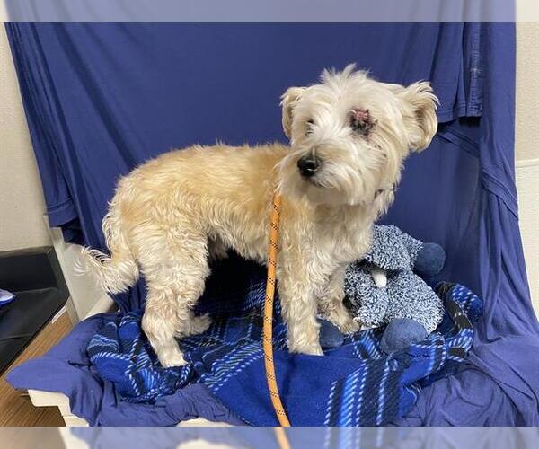 Medium Photo #1 Mutt Puppy For Sale in Modesto, CA, USA