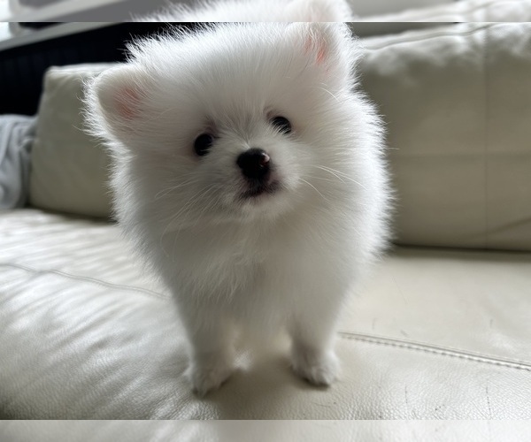 Medium Photo #3 Pomeranian Puppy For Sale in DES MOINES, WA, USA