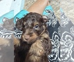 Small Photo #28 Aussiedoodle Puppy For Sale in ASHEVILLE, NC, USA