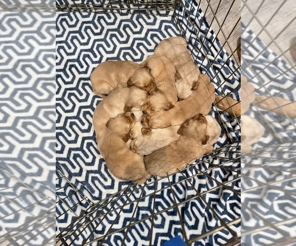 Medium Photo #1 Golden Retriever Puppy For Sale in MUSK, OK, USA