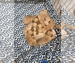 Small Photo #1 Golden Retriever Puppy For Sale in MUSK, OK, USA