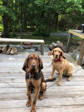 Medium Photo #3 Bloodhound Puppy For Sale in MORRISVILLE, VT, USA