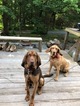 Small Photo #3 Bloodhound Puppy For Sale in MORRISVILLE, VT, USA