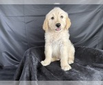 Small #7 Goldendoodle