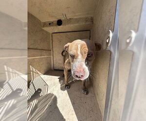 Mutt Dogs for adoption in Oklahoma City, OK, USA