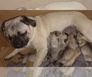 Mother of the Pug puppies born on 03/02/2022