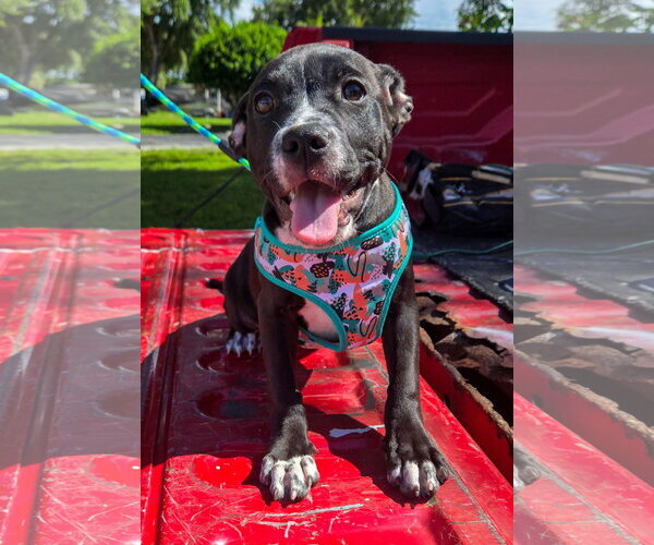 Medium Photo #4 American Pit Bull Terrier-American Staffordshire Terrier Mix Puppy For Sale in Lighthouse Point, FL, USA