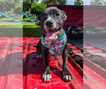 Small #3 American Pit Bull Terrier-American Staffordshire Terrier Mix