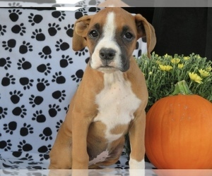 Boxer Puppy for sale in SHILOH, OH, USA