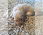 Small Photo #2 Goldendoodle Puppy For Sale in STILLMAN VALLEY, IL, USA
