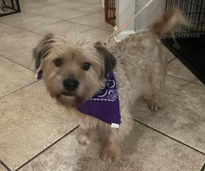 Cairn Terrier-Unknown Mix Dogs for adoption in Princeton, MN, USA