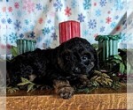 Puppy 4 Cavapoo-Poodle (Miniature) Mix