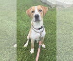 Small #1 Beagle-Vizsla Mix