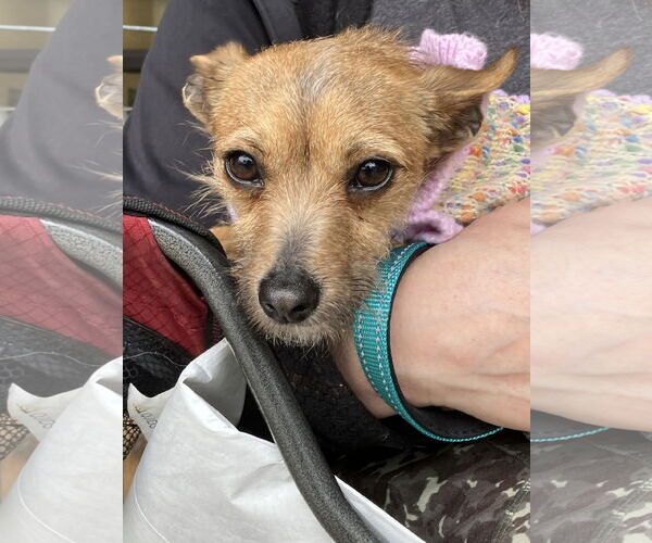 Medium Photo #2 Chihuahua-Unknown Mix Puppy For Sale in danville, CA, USA