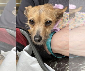 Ruthie - Female Chihuahua-Unknown Mix Dog for Adoption - Photo #2