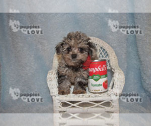 Poodle (Toy) Puppy for sale in SANGER, TX, USA