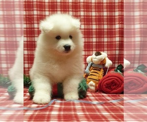 Samoyed Puppy for sale in FRUTO, CA, USA