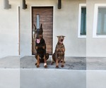 Small Photo #13 Doberman Pinscher Puppy For Sale in LOS ANGELES, CA, USA