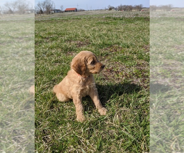 Medium Photo #4 Goldendoodle Puppy For Sale in KINGSTON, MO, USA