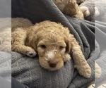 Puppy Oscar Goldendoodle