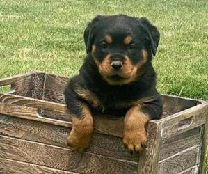 Rottweiler Puppy for sale in HAXTUN, CO, USA