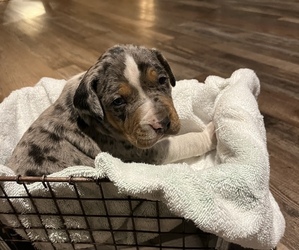 Catahoula Leopard Dog Puppy for sale in RUBY, SC, USA