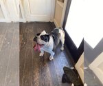 Small Photo #4 Bulldog Puppy For Sale in Oak Bluffs, MA, USA