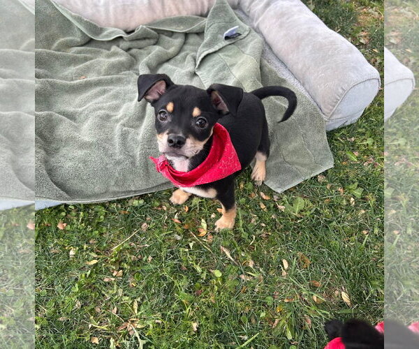 Medium Photo #1 Chihuahua-Unknown Mix Puppy For Sale in El Centro, CA, USA