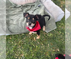 Chihuahua-Unknown Mix Dogs for adoption in El Centro, CA, USA