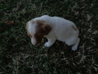 Small Photo #3 Brittany Puppy For Sale in CATALPA, VA, USA