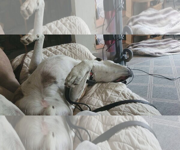 Medium Photo #9 Mutt Puppy For Sale in Gretna, NE, USA