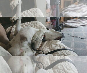 Parker (Peter Parker) - Male Mutt Dog for Adoption - Photo #9