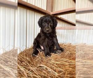 Bordoodle Puppy for sale in SALLISAW, OK, USA
