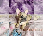 Small #18 French Bulldog