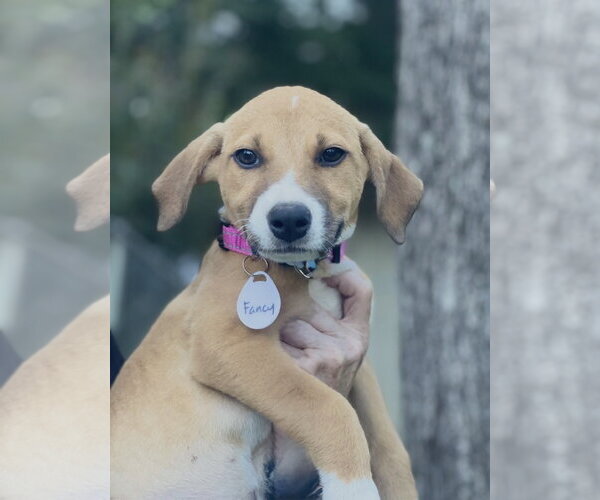 Medium Photo #2 Labrador Retriever-Unknown Mix Puppy For Sale in Rockaway, NJ, USA