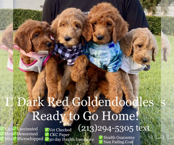 Medium Photo #1 Goldendoodle Puppy For Sale in BREA, CA, USA