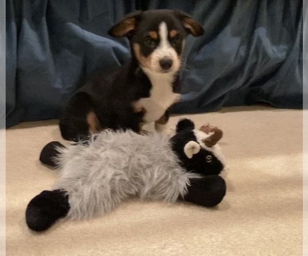 Medium Photo #5 Miniature Australian Shepherd Puppy For Sale in LUBBOCK, TX, USA