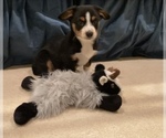 Small Photo #5 Miniature Australian Shepherd Puppy For Sale in LUBBOCK, TX, USA