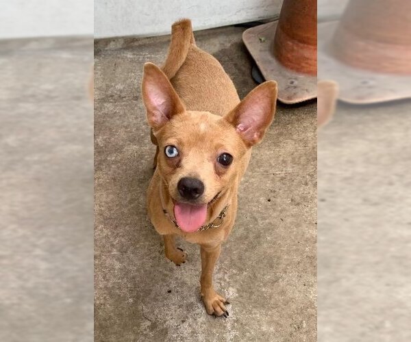 Medium Photo #4 Chipin Puppy For Sale in Plantation, FL, USA