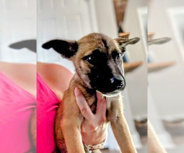 Medium Photo #3 German Shepherd Dog-Unknown Mix Puppy For Sale in columbia, SC, USA