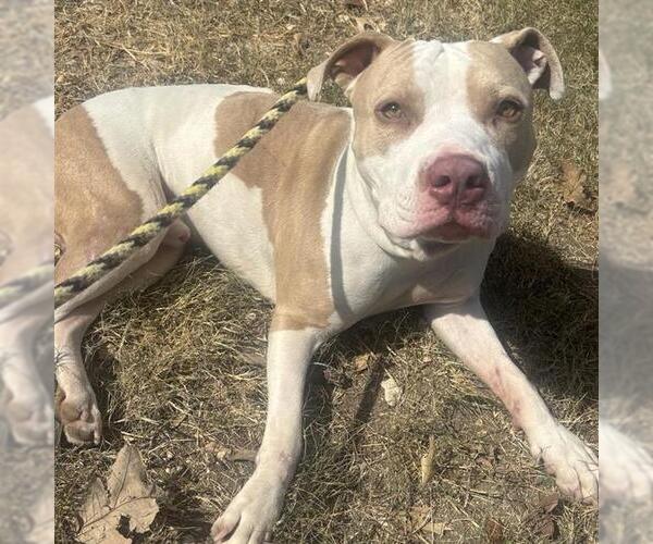 Medium Photo #1 American Staffordshire Terrier-Unknown Mix Puppy For Sale in San Antonio, TX, USA