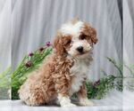 Small #2 Poodle (Miniature)