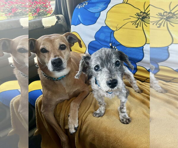 Medium Photo #3 Schweenie Puppy For Sale in Euless, TX, USA