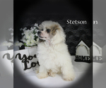 Small #18 Poodle (Miniature)