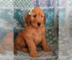 Small Photo #1 Irish Doodle Puppy For Sale in LANCASTER, PA, USA