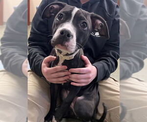 Mutt Dogs for adoption in Lee's Summit, MO, USA