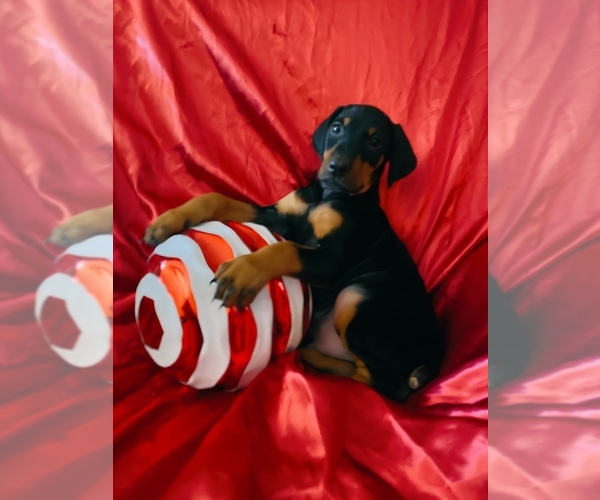 Medium Photo #3 Doberman Pinscher Puppy For Sale in YUCCA VALLEY, CA, USA