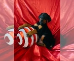 Small #2 Doberman Pinscher